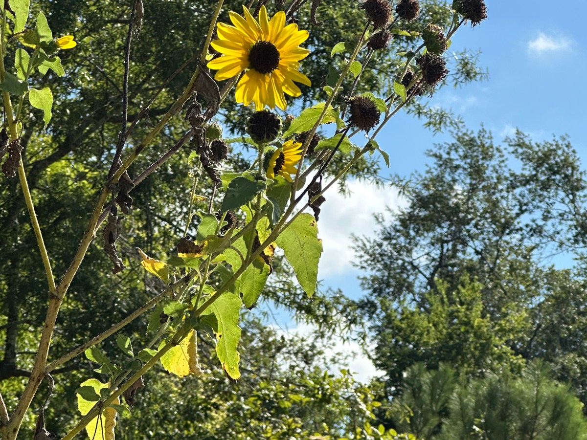 The Flop Era deserves more&nbsp;respect